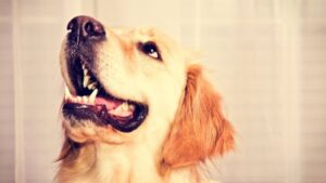 Understanding and Managing Dog Behaviours - A Guide by Experts